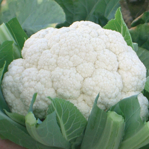 Раннее семена цветной капусты - Fujiyama - johnnyseeds - годовое / гибридное