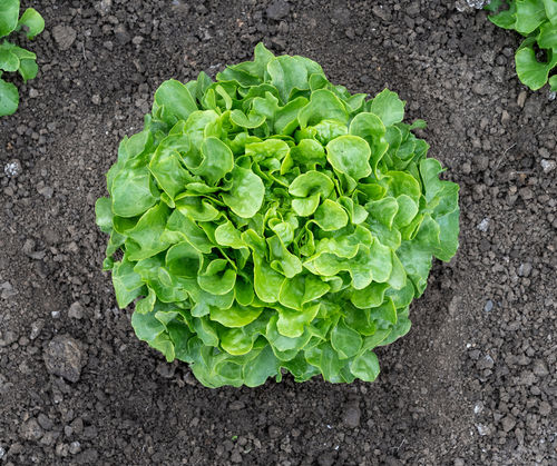 Семена салата-латука устойчивое к оидиуму - Bauer - vitalisorganic - биологически чистое