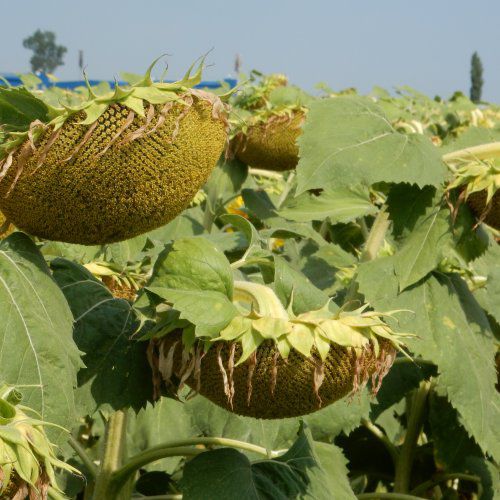 Полураннее семена подсолнуха - MAS 85.SU - Mas Seeds - устойчивое к склеротинии / устойчивое к милдью листьев / устойчивое к полеганию