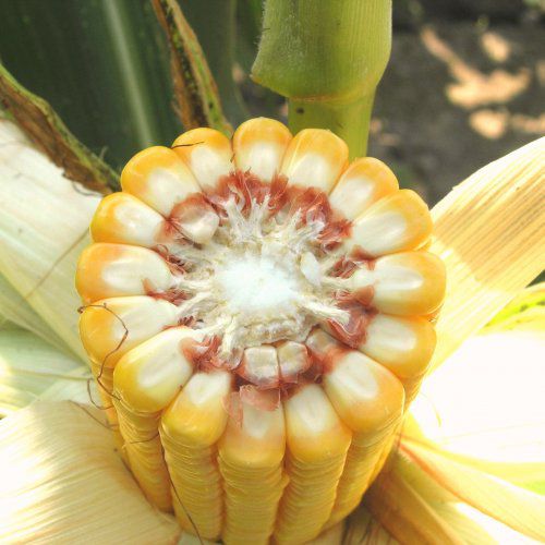 Биологически чистый семена кукурузы - MAS 53.R - Mas Seeds - поздний / зерна / устойчивый к гельминтоспориозу