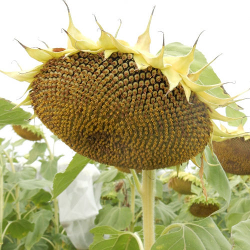 Раннее семена подсолнуха - MAS 82.OL - Mas Seeds - устойчивое к склеротинии / устойчивое к милдью листьев / устойчивое к фомозу