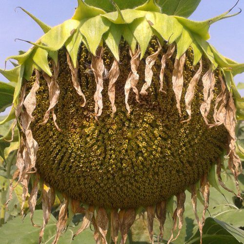 Раннее семена подсолнуха - MAS 81.OL - Mas Seeds - устойчивое к склеротинии / устойчивое к милдью листьев / устойчивое к полеганию
