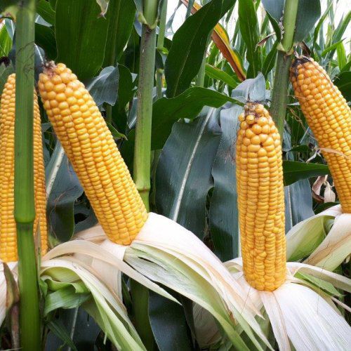 Биологически чистый семена кукурузы - MAS 26.R - Mas Seeds - полуранний / для силосования / устойчивый к гельминтоспориозу