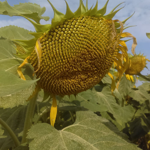 Раннее семена подсолнуха - MAS 815.OL - Mas Seeds - устойчивое к склеротинии / устойчивое к милдью листьев / устойчивое к полеганию