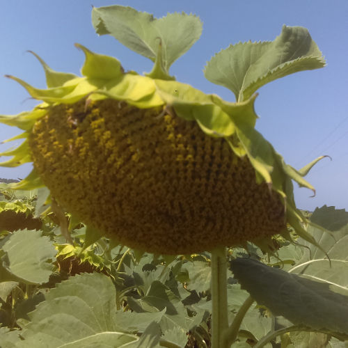 Полураннее семена подсолнуха - MAS 920.CP - Mas Seeds - устойчивое к склеротинии / устойчивое к милдью листьев / гибридное