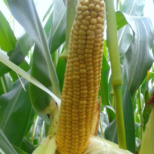 Ранний семена кукурузы - MAS 22.G - Mas Seeds - для силосования / устойчивый к гельминтоспориозу / устойчивый к фузариозу