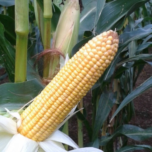 Ранний семена кукурузы - MILKMAX - Mas Seeds - для силосования / устойчивый к гельминтоспориозу / устойчивый к фузариозу