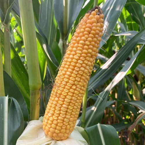 Очень ранний семена кукурузы - MAS 159A - Mas Seeds - для силосования / зерна / устойчивый к гельминтоспориозу