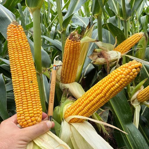 Ранний семена кукурузы - MDM2505 - Mas Seeds - для силосования / зерна / устойчивый к гельминтоспориозу