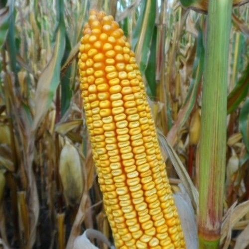 Полуранний семена кукурузы - MAS 375WX - Mas Seeds - зерна / устойчивый к гельминтоспориозу / устойчивый к фузариозу
