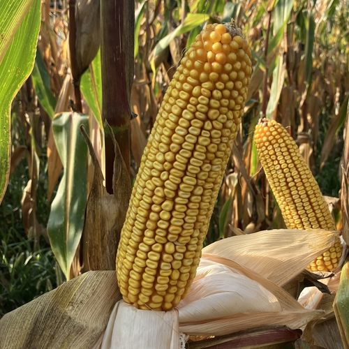 Полупоздний семена кукурузы - MAS 405D - Mas Seeds - зерна / устойчивый к гельминтоспориозу / устойчивый к фузариозу