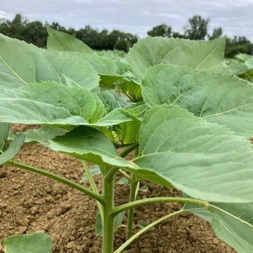 Полураннее семена подсолнуха - MAS 835OL - Mas Seeds - устойчивое к склеротинии / устойчивое к фомозу / устойчивое к полеганию