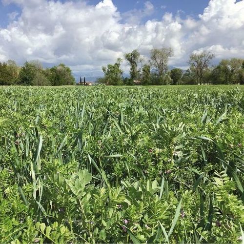 Смесь для растительного покрова - MAS4 NUTRI METEIL T - Mas Seeds - бобовые