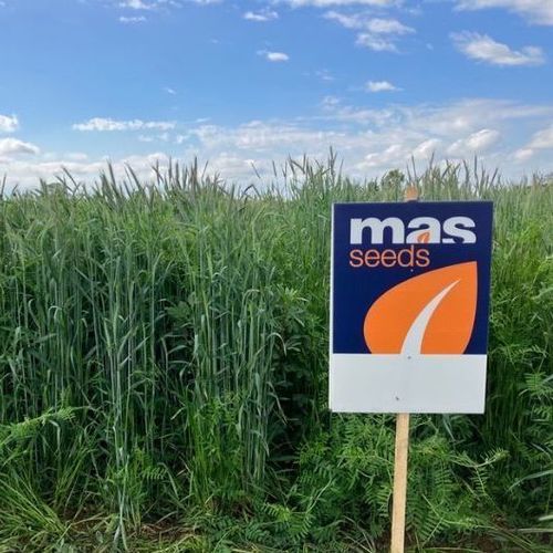 Смесь для растительного покрова - MAS4 NUTRI SEIGLE PROT - Mas Seeds - для структурирования грунта / бобовые