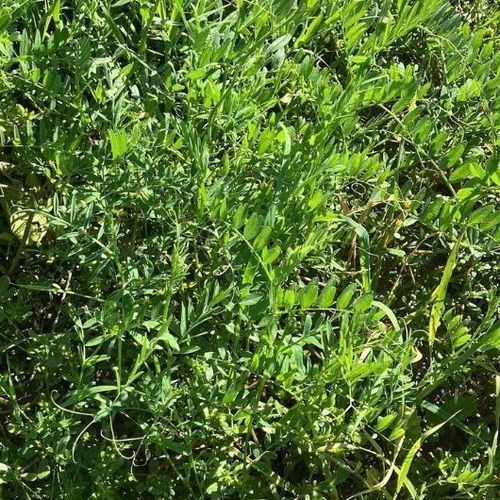 Смесь для растительного покрова - MAS4  - Mas Seeds - для восстановления азота / для структурирования грунта / для привлечения опылителей