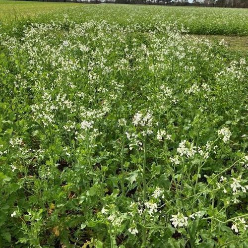 Смесь для растительного покрова - MAS4 VRP - Mas Seeds - для восстановления азота / для структурирования грунта / для привлечения опылителей