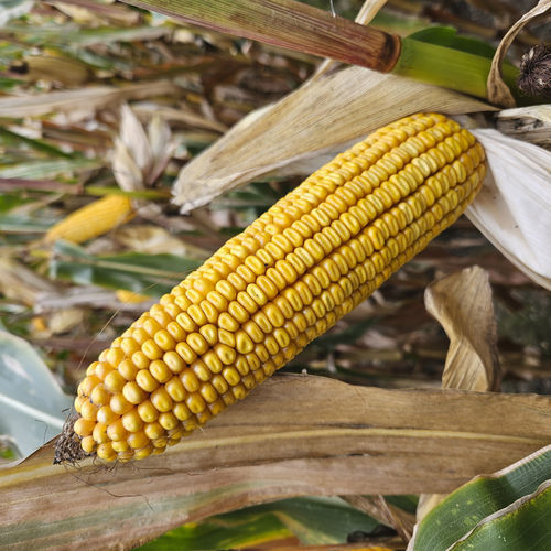 Полуранний семена кукурузы - MDM3335 - Mas Seeds - зерна / смешанного типа / устойчивый к гельминтоспориозу