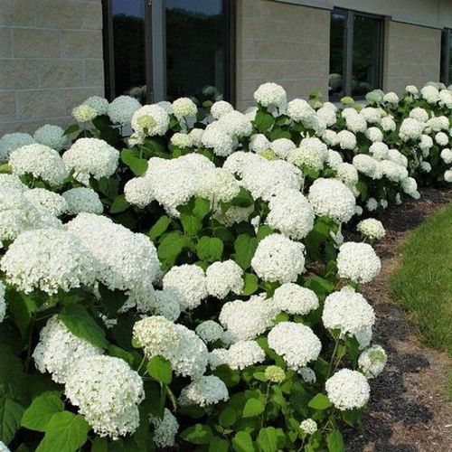 Цветочный кустарник для изгороди - Annabelle Hydrangea - NatureHills - с белыми цветами
