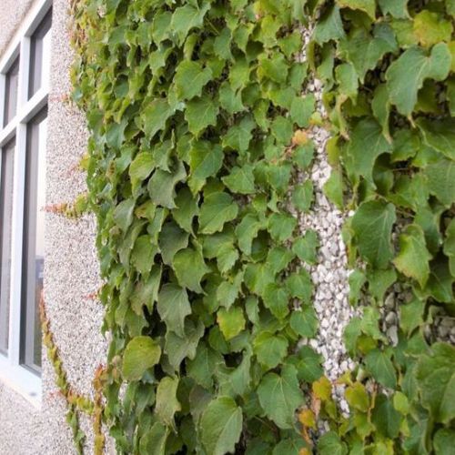 Годовое зеленое растение - Boston Ivy - NatureHills - для сада / вьющееся растение