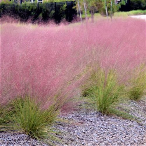 Многолетнее зеленое растение - Pink Muhly - NatureHills - для сада / для клумбы / для сельской местности