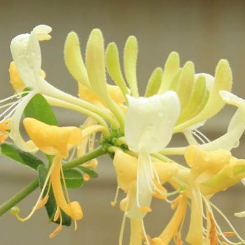 Многолетнее цветочное растение - Scentsation Honeysuckle  - NatureHills - белое / желтое / для сада