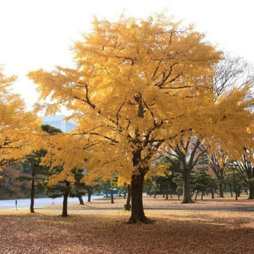 Лиственное дерево - Ginkgo - NatureHills