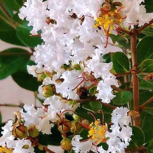 Цветочный кустарник для клумбы - GreatMyrtle™ - NatureHills - с белыми цветами