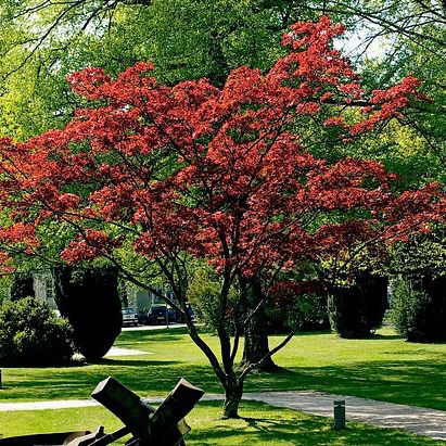 Лиственное дерево - Japanese Red Maple - Greenwood