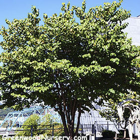 Лиственное дерево - Eastern Redbud Tree - Greenwood