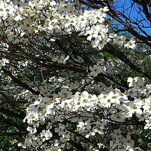 Лиственное дерево - White Flowering Dogwood Trees - Greenwood