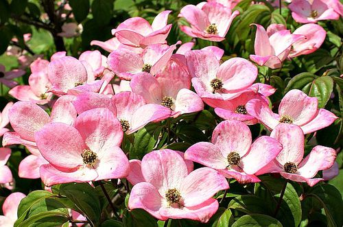 Лиственное дерево - Pink Dogwood Tree - Greenwood
