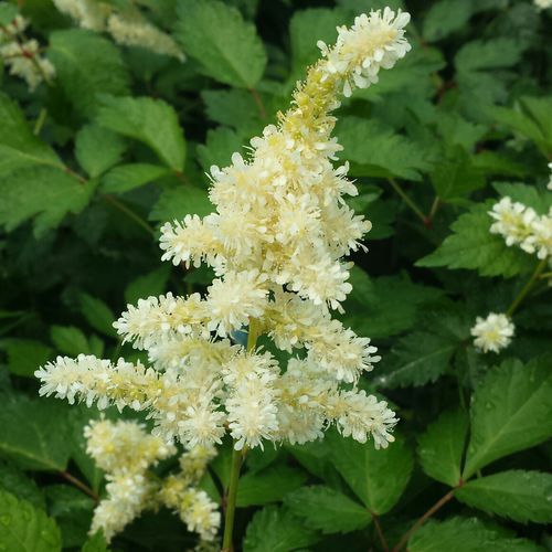 Многолетнее цветочное растение - Deutschland Astilbe - Greenwood - белое / для сада