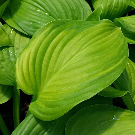 Многолетнее зеленое растение - Hosta  - Greenwood - для горшков / для сада