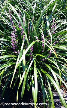 Многолетнее цветочное растение - Royal Purple Liriope - Greenwood - для сада