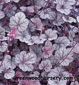 Многолетнее цветочное растение - Heuchera Silver Scrolls - Greenwood - розовое / для сада
