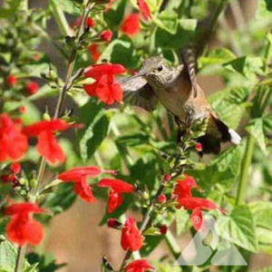 Многолетнее цветочное растение - Hummingbird  - Greenwood - красное / желтое / розовое