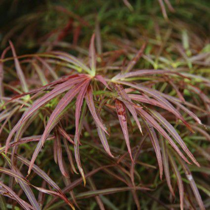 Лиственное дерево - RED PYGMY - Avant gardens