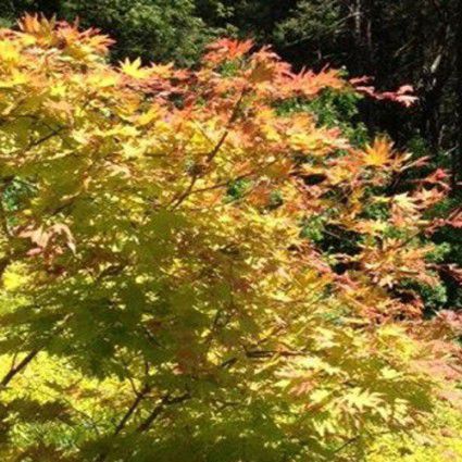 Лиственное дерево - AUTUMN MOON - Avant gardens