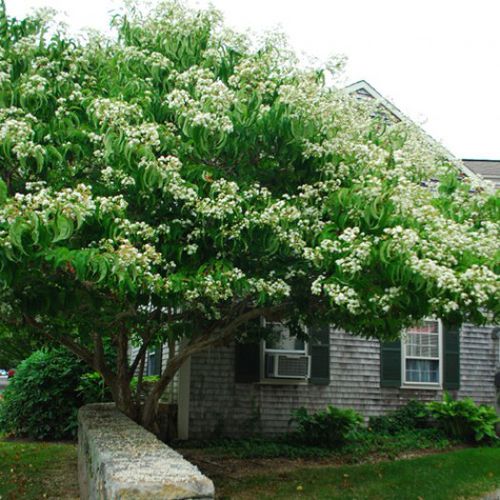 Лиственное дерево - HEPTACODIUM MICONOIDES - Avant gardens
