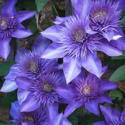 Многолетнее цветочное растение - MULTI BLUE - Avant gardens - фиолетовое / синее / для сада