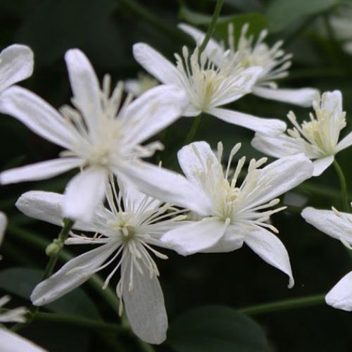 Многолетнее цветочное растение - TERNIFLORA - Avant gardens - белое / для сада / вьющееся растение
