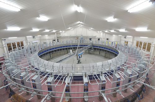 Поворотное помещение для дойки - PROACTIVE - Milkline NG SpA - для коров / автоматический контроль входа и выхода