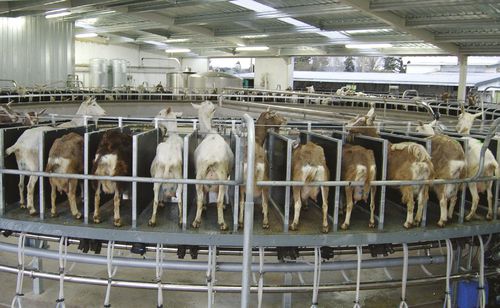 Поворотное помещение для дойки - Milkline NG SpA - для коз / для баранов / автоматический контроль входа и выхода