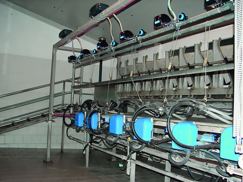 Помещение для дойки для коз - Milkline NG SpA - для баранов / параллельное / с распределителем пищи