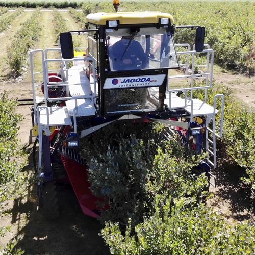 Уборочная машина для черники - OSKAR 4WD Plus - JAGODA JPS Agromachines - самоходная / 1 ряд / портальная