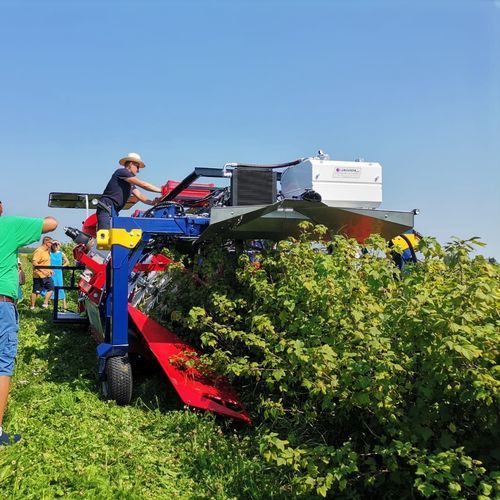 Уборочная машина для ягод - OSKAR A01 - JAGODA JPS Agromachines - для черной смородины / для ирги ольхолистной / прицепная