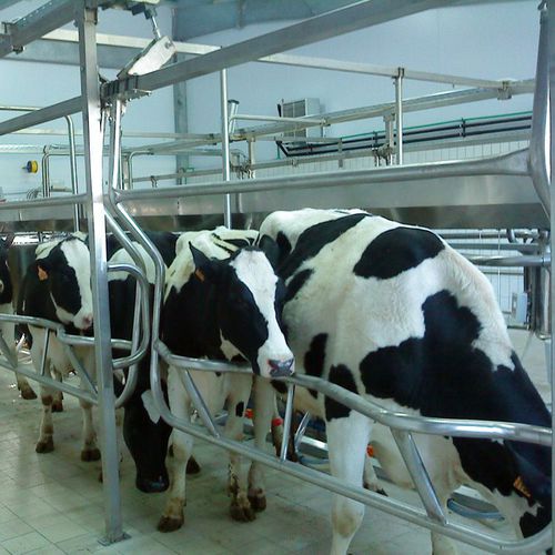 Помещение для дойки быстрый выход - agromaster - для коров / «в елку»