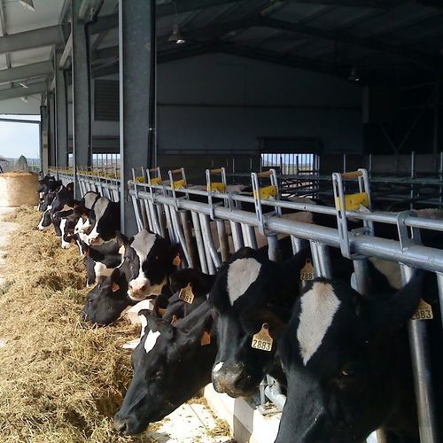 Кормовая решетка для коров - agromaster - самоблокирующаяся / с трубчатой структурой