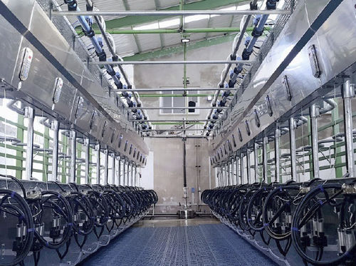 Помещение для дойки для коров - Intermilk - «в елку»