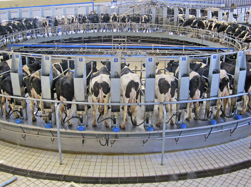 Помещение для дойки для коров - Intermilk - поворотное